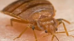 Simptomele mușcăturii mușcăturii de pat